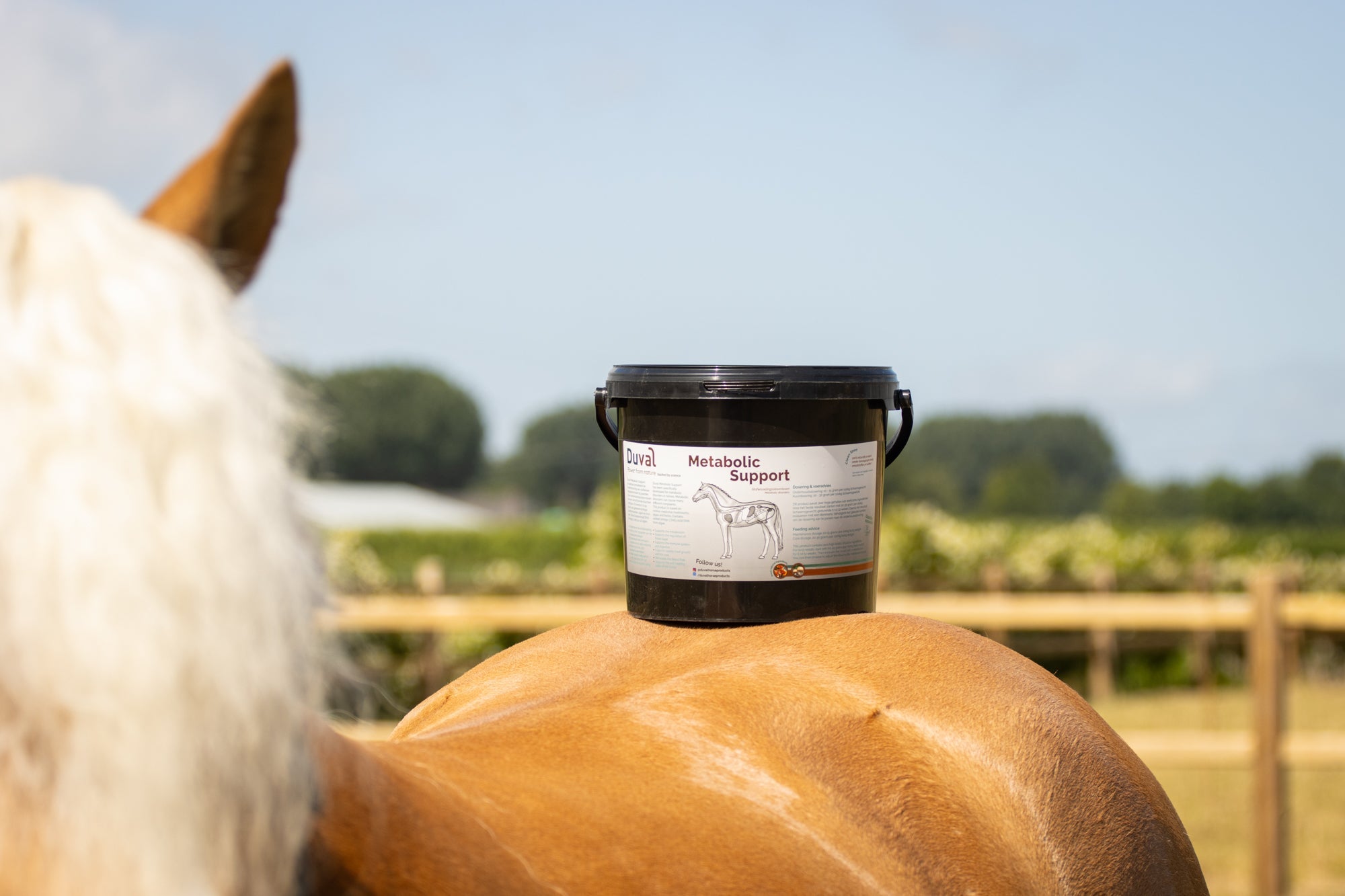 Duval-gewichtsbeheersingpaard