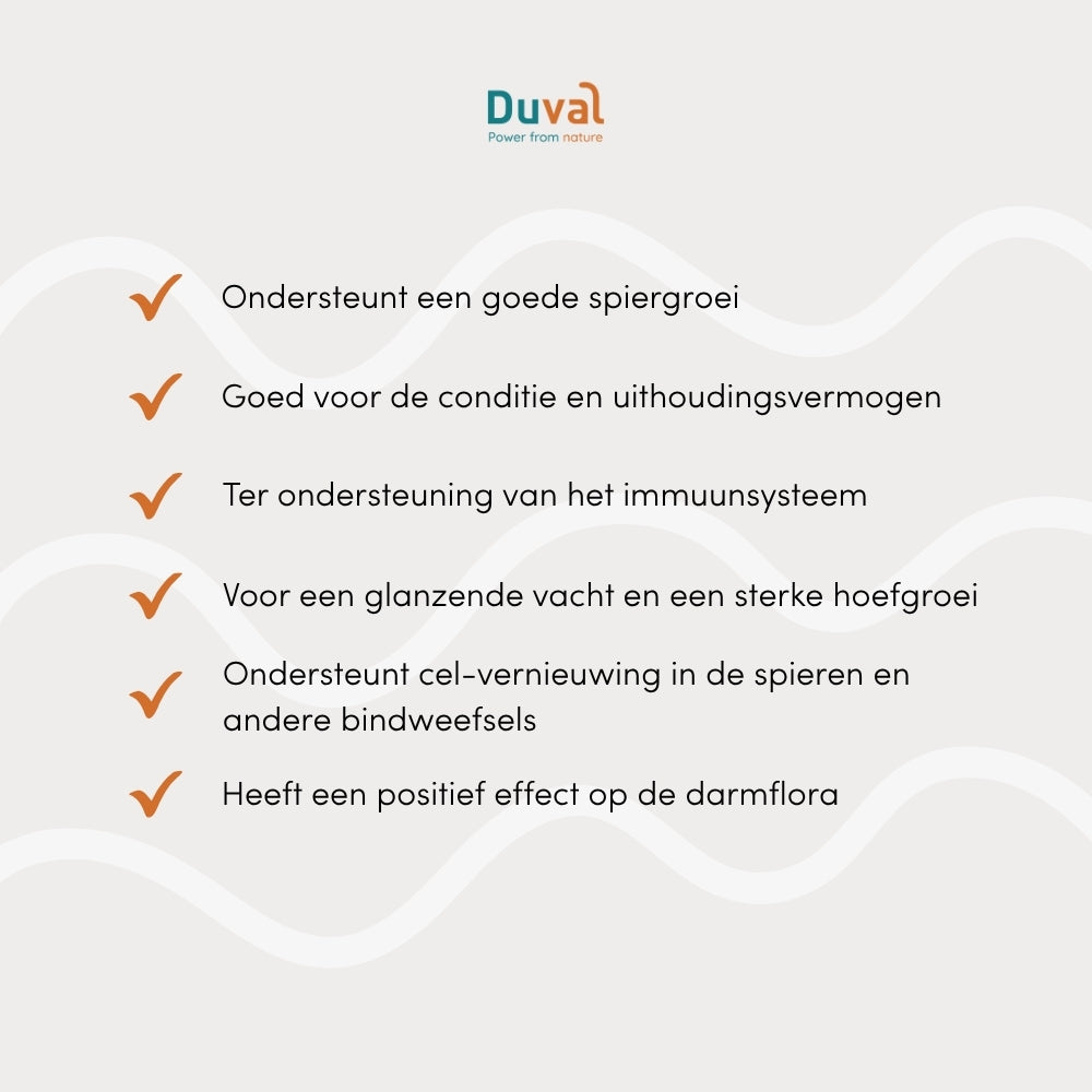 USP’s van Duval MultiPower: hoogwaardige plantaardige eiwitten, compleet aminozuurprofiel, ondersteuning van spieropbouw, herstel en conditie bij paarden.